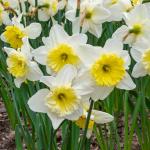 Bulbes à fleurs à planter à l'automne - Narcisse Ice Follies (x5) - face recto